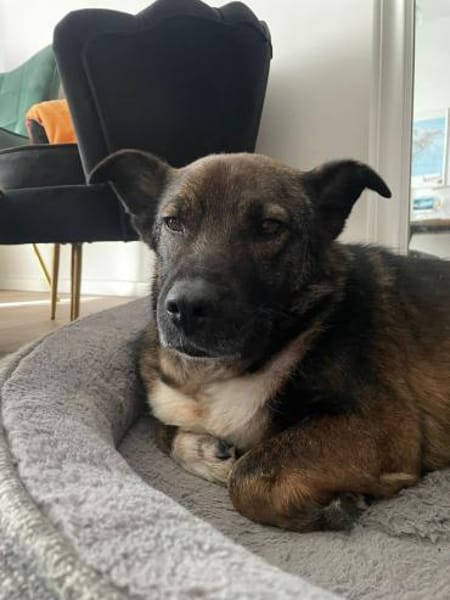 Lemmy sucht ein liebevolles Zuhause