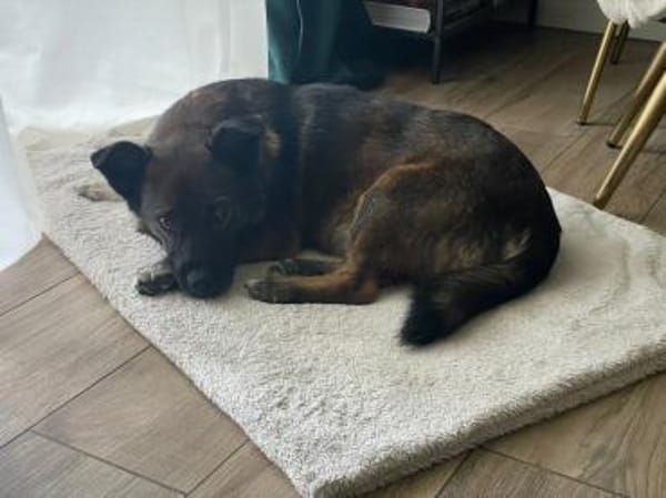 Lemmy sucht ein liebevolles Zuhause