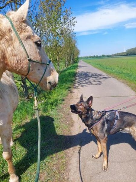 Jonny Powerpaket mit Riesenherz sucht Rassefans