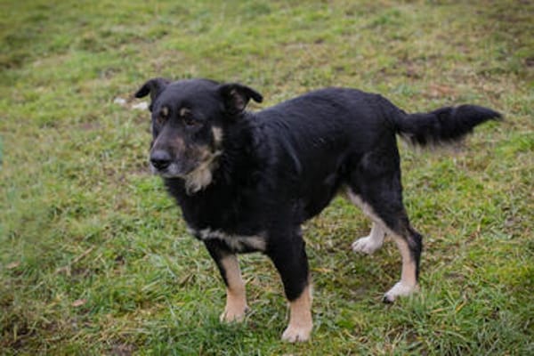 JÜRGEN  Ruhiger und lieber Hundejunge sucht sein Zuhause
