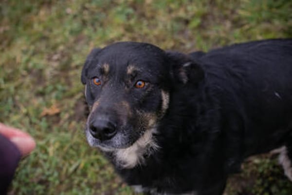 JÜRGEN  Ruhiger und lieber Hundejunge sucht sein Zuhause