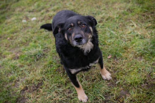 JÜRGEN  Ruhiger und lieber Hundejunge sucht sein Zuhause