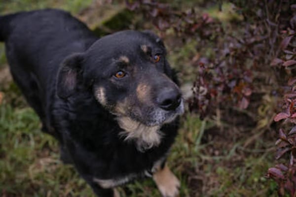 JÜRGEN  Ruhiger und lieber Hundejunge sucht sein Zuhause