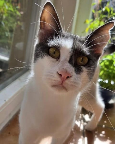 Dorian, fröhlicher Schmusekater, ca. 1 Jahr