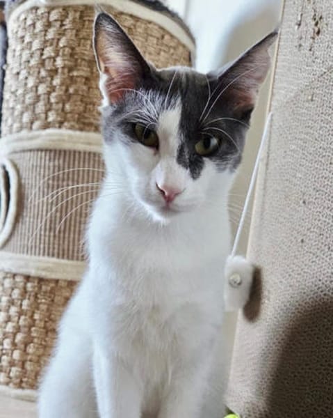 Dorian, fröhlicher Schmusekater, ca. 1 Jahr