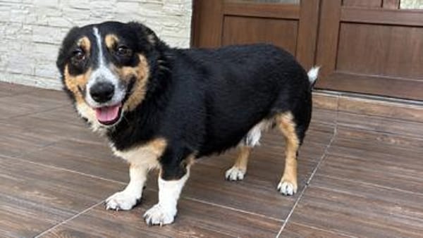 Kuscheliger Merlin sucht Zuhause