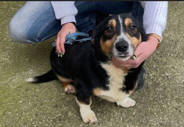 Kuscheliger Merlin sucht Zuhause