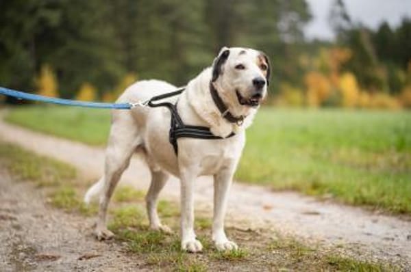 Bootsmann sucht hundeerfahrenes Zuhause