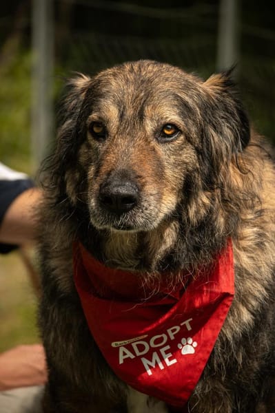 Kircho sucht ein liebevolles Zuhause