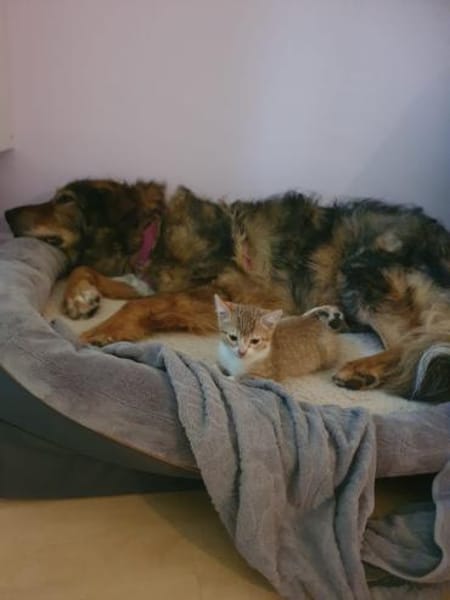 Kircho sucht ein liebevolles Zuhause