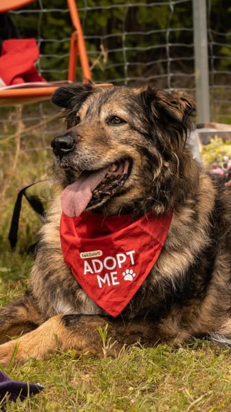 Kircho sucht ein liebevolles Zuhause