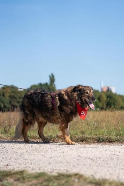 Kircho sucht ein liebevolles Zuhause