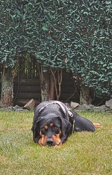 Lieber und sensibler Zorro sucht sein Glück