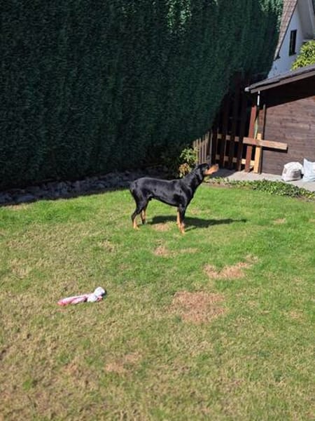 Lieber und sensibler Zorro sucht sein Glück