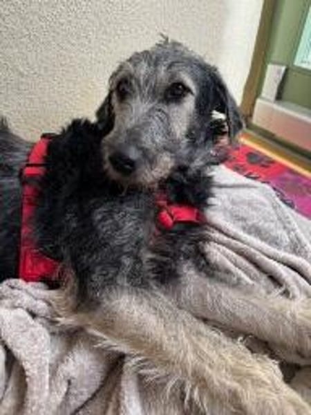 Biggy auf Pflegestelle in 76684 Östringen