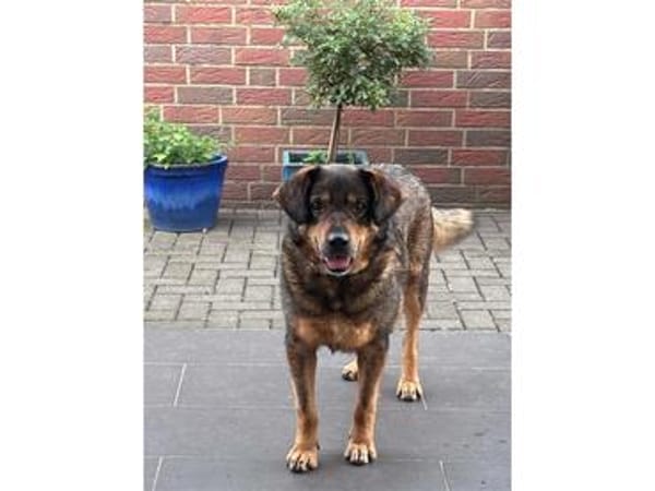 Beelo - wartet in 38547 Calberlah