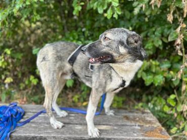 Wulfi, Rüde mit Gehorsam sucht Führungspersonal