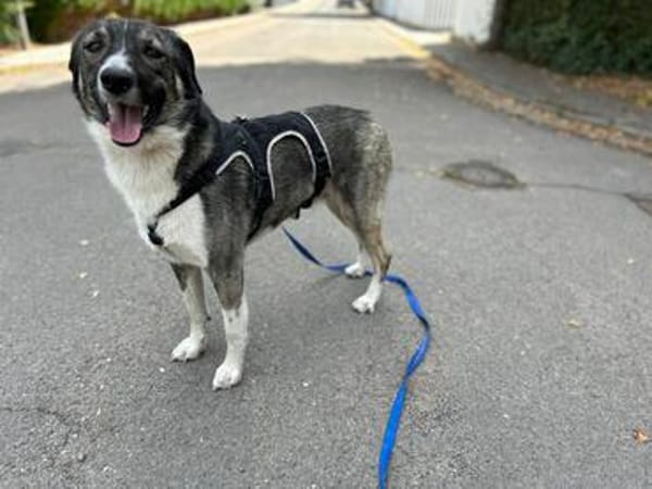 Wulfi, Rüde mit Gehorsam sucht Führungspersonal