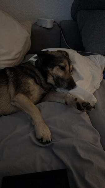 Barney, toller Mischlingsrüde