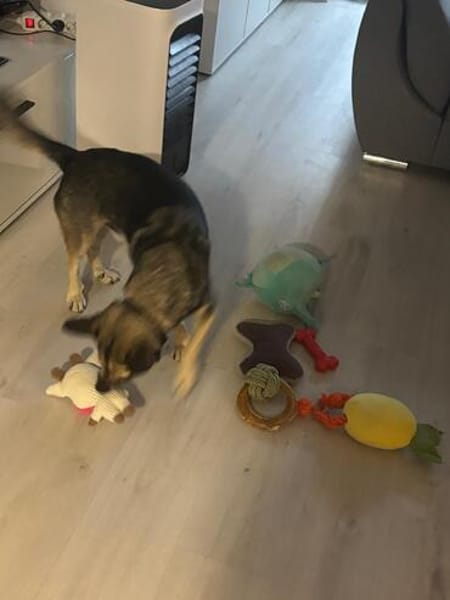 Barney, toller Mischlingsrüde