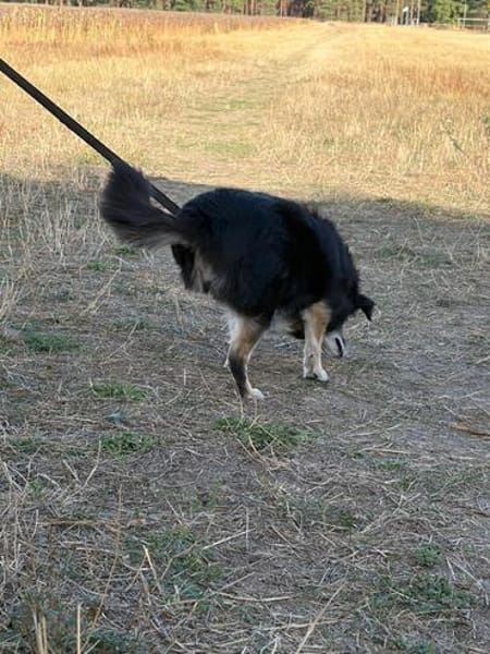 🐾 Lischen  eine besondere kleine Dreibeinerin