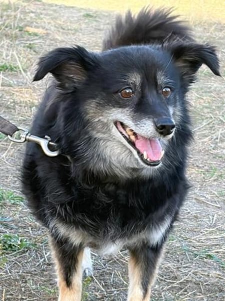 🐾 Lischen  eine besondere kleine Dreibeinerin