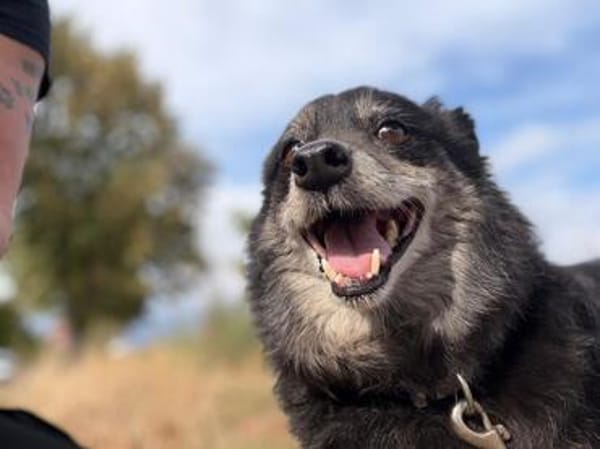 🐾 Lischen  eine besondere kleine Dreibeinerin