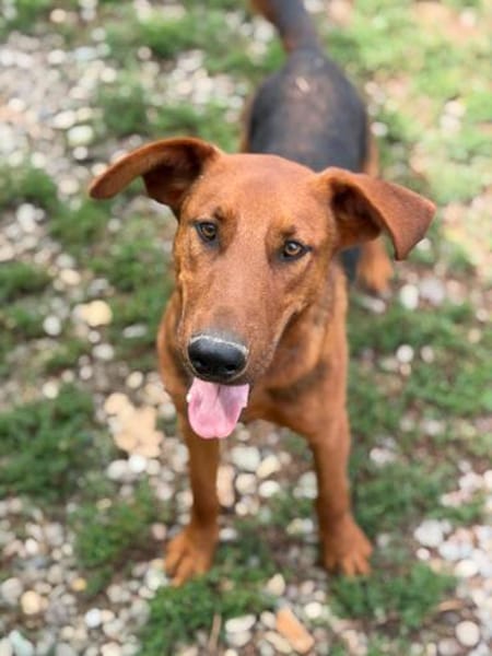 PETAR  Ein lieber Kerl mit Jagdhund-Charme