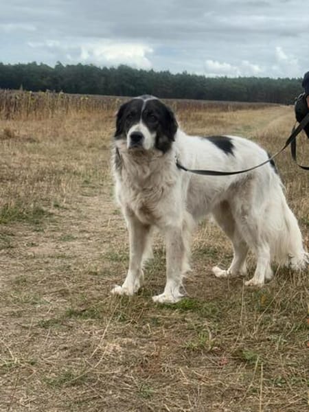 🐾 Baffi  eine entspannte Herdenschutzhündin
