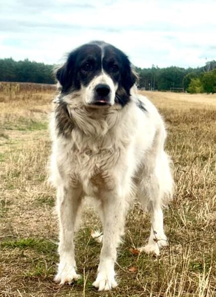 🐾 Baffi  eine entspannte Herdenschutzhündin