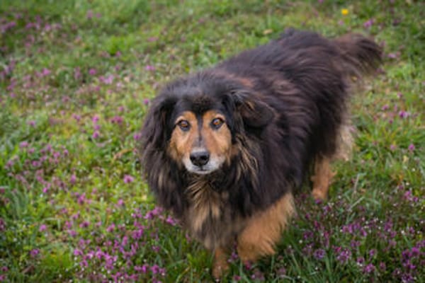 LENNOX  Vom schüchternen Tierheimhund zum echten Schmuser