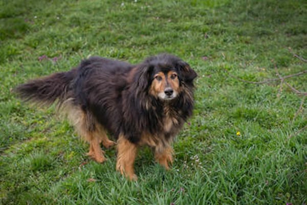 LENNOX  Vom schüchternen Tierheimhund zum echten Schmuser