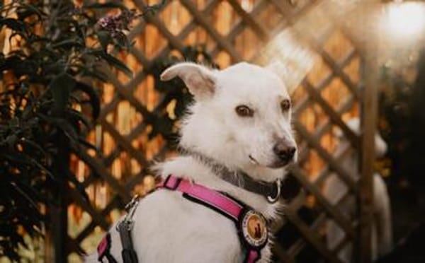 Sanfte und feinfühlige Lita sucht Zuhaus