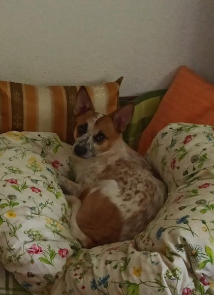 Wer verliebt sich in ANOUK?