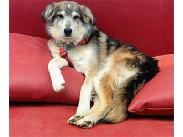 Niko - wartet in 97440 Werneck