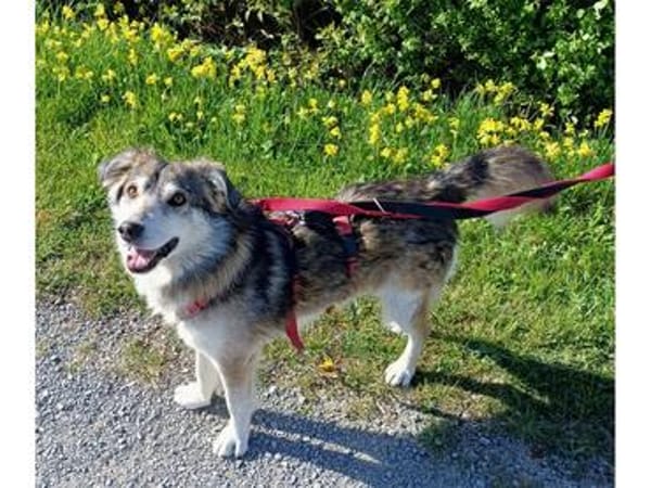 Niko - wartet in 97440 Werneck