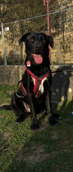Fio sucht hunderefahrenes Zuhause