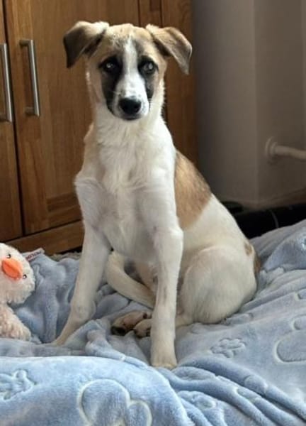 Winny sucht ein ruhiges Zuhause