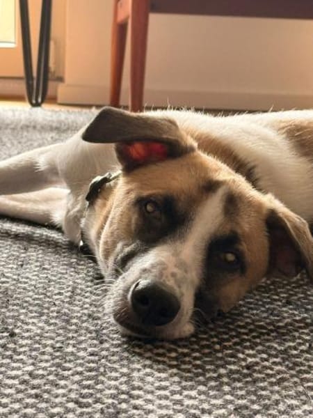 Winny sucht ein ruhiges Zuhause