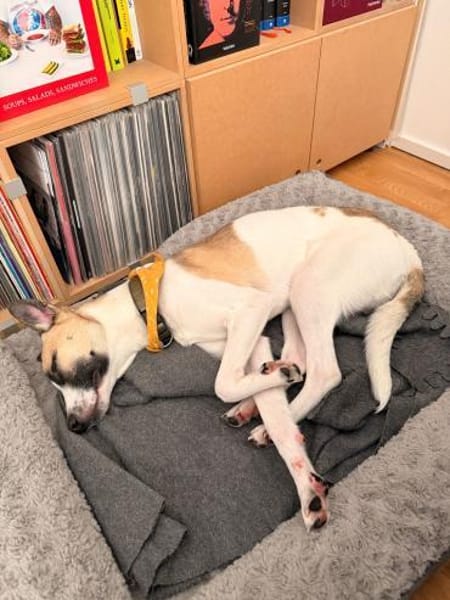 Winny sucht ein ruhiges Zuhause