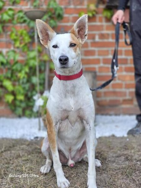 Harley sucht sein Für-immer-Zuhause