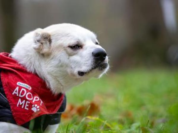 Bela sucht ein liebvolles Zuhause