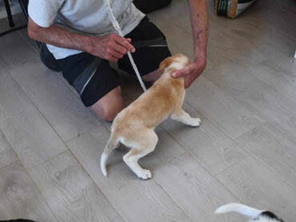 Sergio sucht sein Körbchen