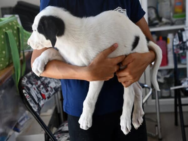 Goldiger Salvo sucht Zuhause