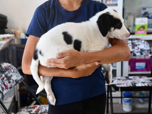 Goldiger Salvo sucht Zuhause