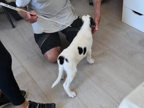 Goldiger Salvo sucht Zuhause