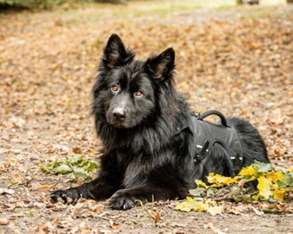 Buggie, lebensfroher Rüde, ca. 10 Jahre