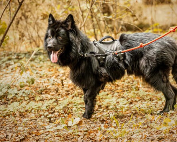 Buggie, lebensfroher Rüde, ca. 10 Jahre