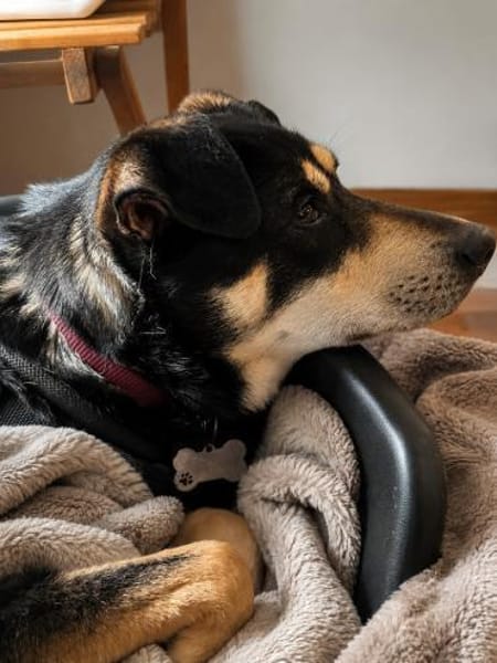 Best Buddy sucht Zuhause