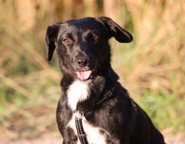 Micky, fröhlicher Dackelmix, ca. 1 Jahr